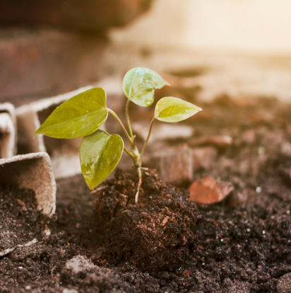 Solar panels and clean energy supporting Haboush factory operations